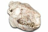 Superb, Fossil Oreodont (Merycoidodon) Skull - South Dakota #355527-5